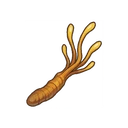 Avardan Cordyceps
