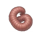 Moley Mealworm