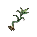 White Snakeleaf